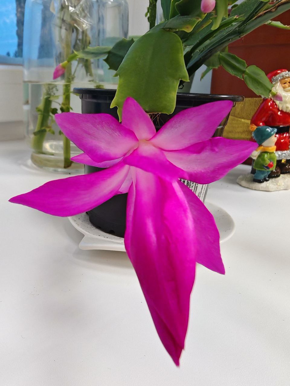 Декабрь: не только гирлянды, но и цветущие декабристы!