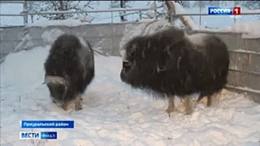 Ямальские овцебыки создадут новое семейство в Предуралье