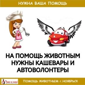 Зооволонтерам Ноябрьска нужны помощники