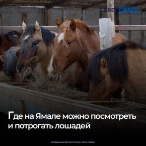 Потрогать, покормить и покататься на символе предстоящего года можно в трех городах Ямала