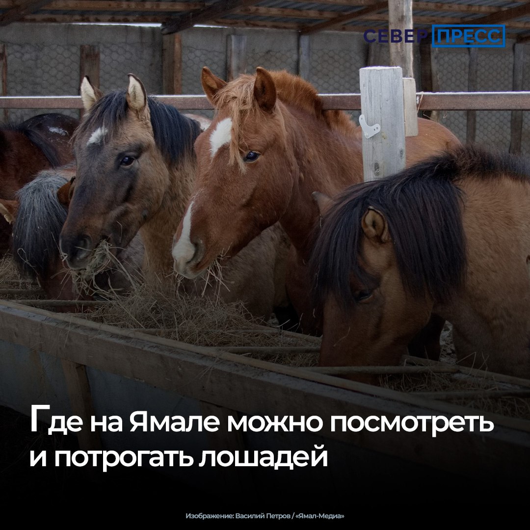 Потрогать, покормить и покататься на символе предстоящего года можно в трех городах Ямала