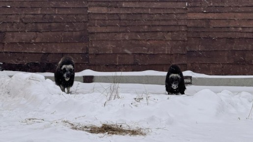 Ямальские овцебыки прибыли в Пермский зоопарк