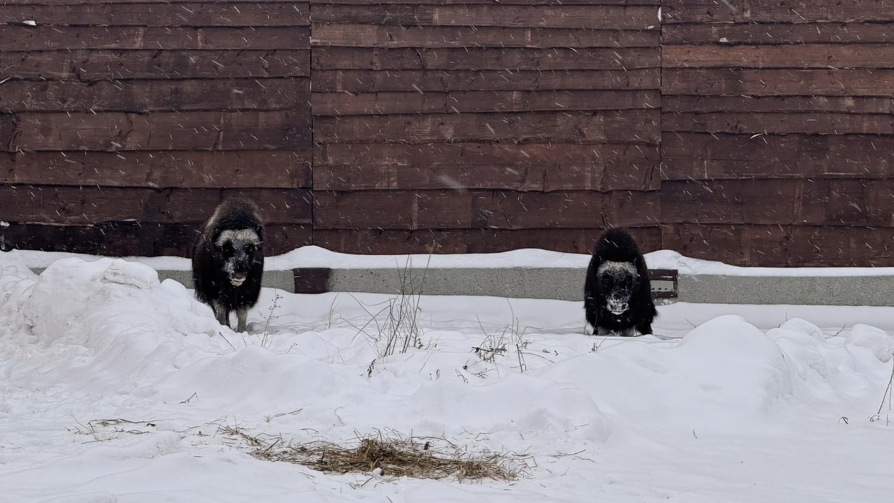 Овцебыки добрались до Перми