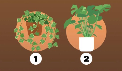 Как ваши цветочные предпочтения могут раскрыть личность