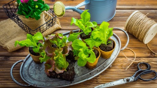 Не выбрасывайте обрезки салата в горшочке: они еще дадут повторный урожай