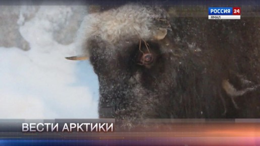 Она холодная, но у нее горячее сердце