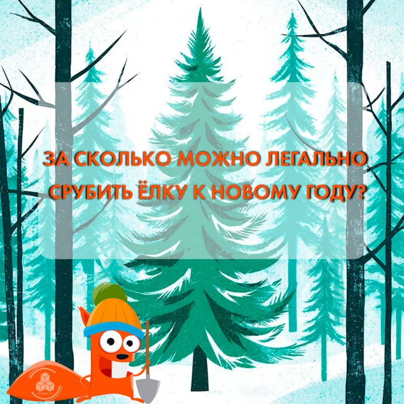 Кампания по вырубке хвойных пород проходит в Надымском районе с начала этого месяца и до 31 декабря