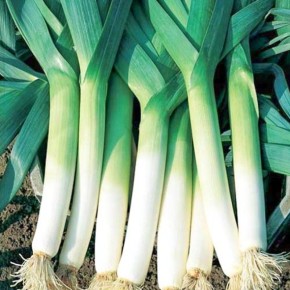 Идеальный лук-порей: секреты успешного выращивания и посадки