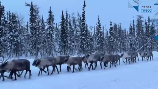 �� ������ ��������-����� ����� ������������� ����� ������