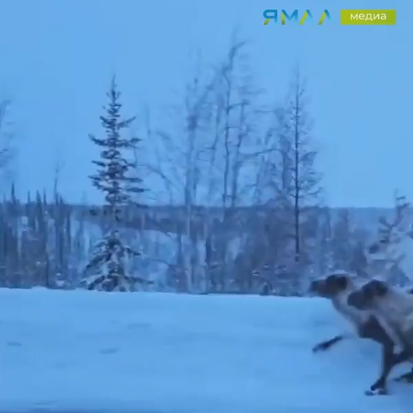 Олени, которые гуляли сами по себе