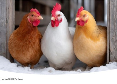 ������ ���������� ���������: ��������� � �������