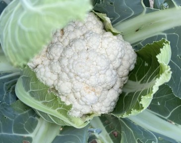 ������� ��������� ����������� ������� �������: ��������� ��������� � ����� � �����