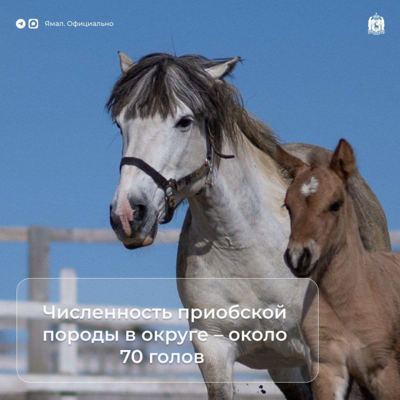 Изучаем фауну Ямала. На территории нашего региона обитают приобские лошади