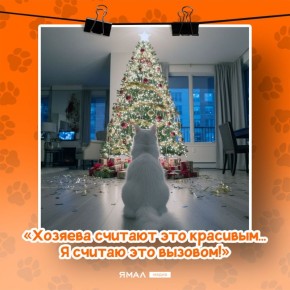Тайная жизнь кота в новогодние дни