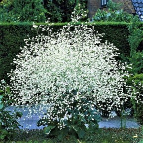 Облако из цветов: катран кордифолия для вашего сада