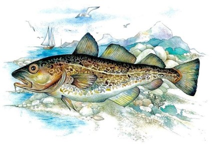 Треска — не просто рыба: история поморского промысла и его богатства