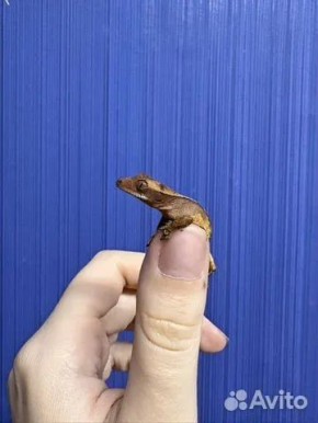 ��� �������� �� �����?. ��������� ��������� ������� ������� � �������� ����������