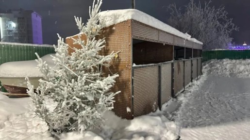 Как не получить штраф за выброс хвойной красавицы