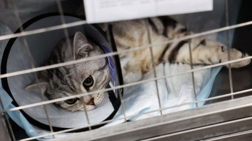 �� ����� ��������� ������ ��������� �������, ������� ����� �� �������� ������������ �������� � ��������������� �����������