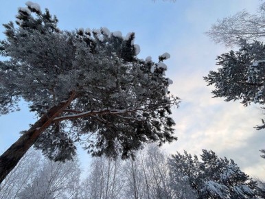 ��� �������� � �����?. ���� ������ �����? �� ����� ���� �� �� 95 ��������� ������� �� �������