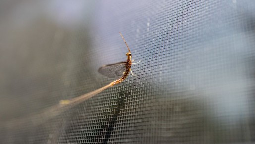 ��������� ����� ������ �����������: ���� �������� ������� �����������