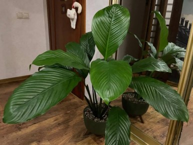 ��� ���� ������ ����� �� �������������� ����� �������� ��� �������