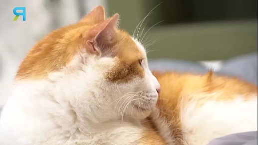 �������������� �����: ������� ������� ��������