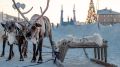 Без прививки на праздник не попасть: готовимся ко Дню оленевода
