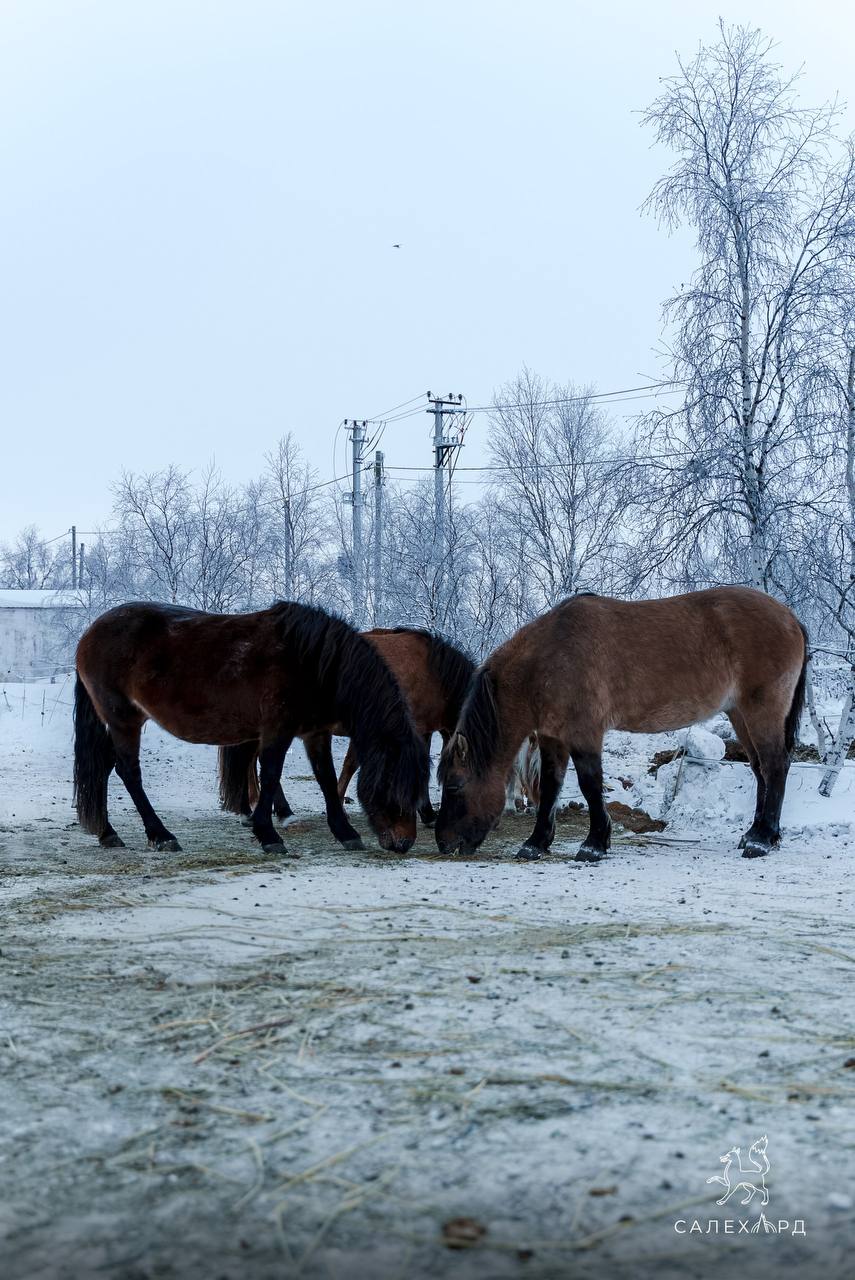 Знакомьтесь, это Изюм!. Этот гнедой жеребёнок - драгоценное пополнение федерации иппотерапии под руководством Марианны Поляковой Знакомьтесь, это Изюм!. Этот гнедой жеребёнок - драгоценное пополнение федерации иппотерапии под руководством Марианны Поляковой