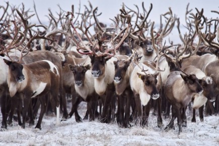 ����� �������: ���������� ����� �� ����� ���� ���� � �������!