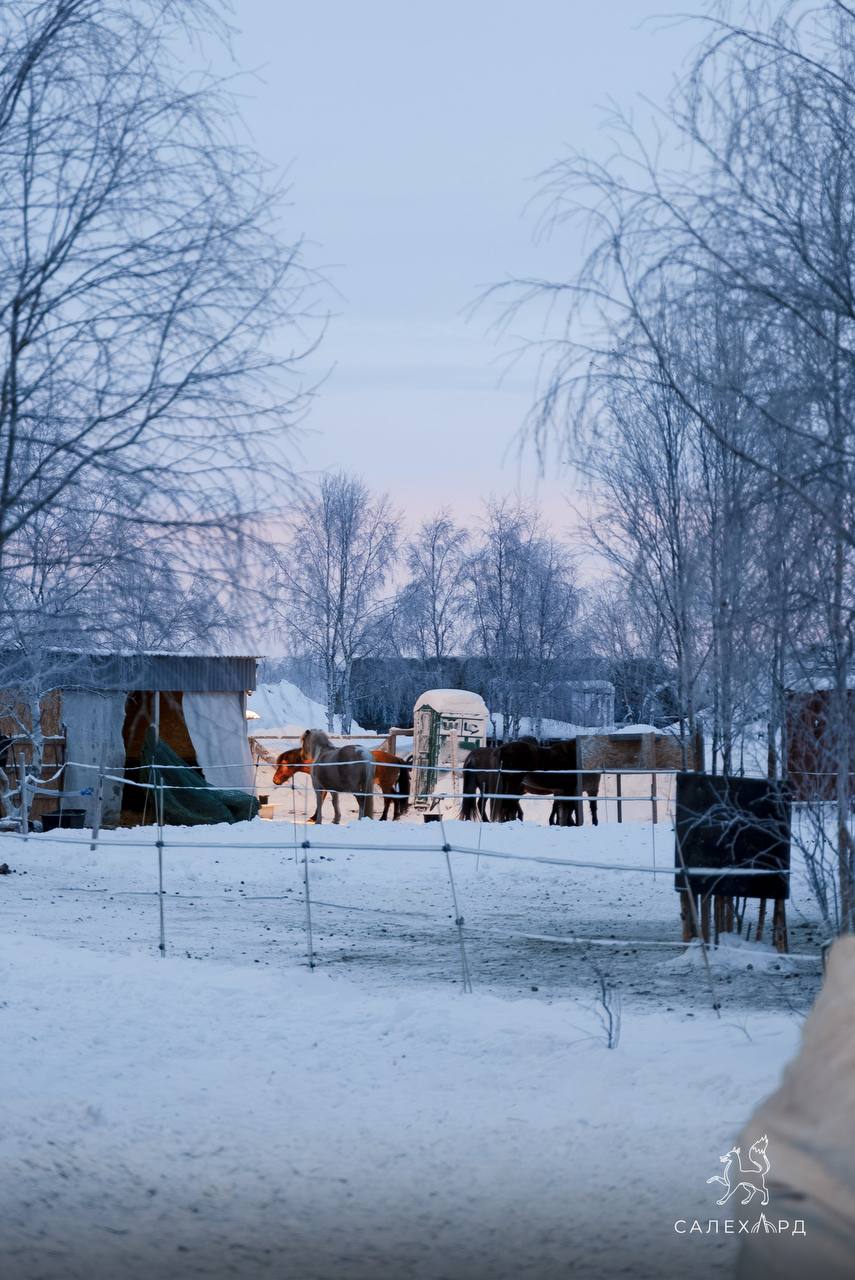 Знакомьтесь, это Изюм!. Этот гнедой жеребёнок - драгоценное пополнение федерации иппотерапии под руководством Марианны Поляковой Знакомьтесь, это Изюм!. Этот гнедой жеребёнок - драгоценное пополнение федерации иппотерапии под руководством Марианны Поляковой