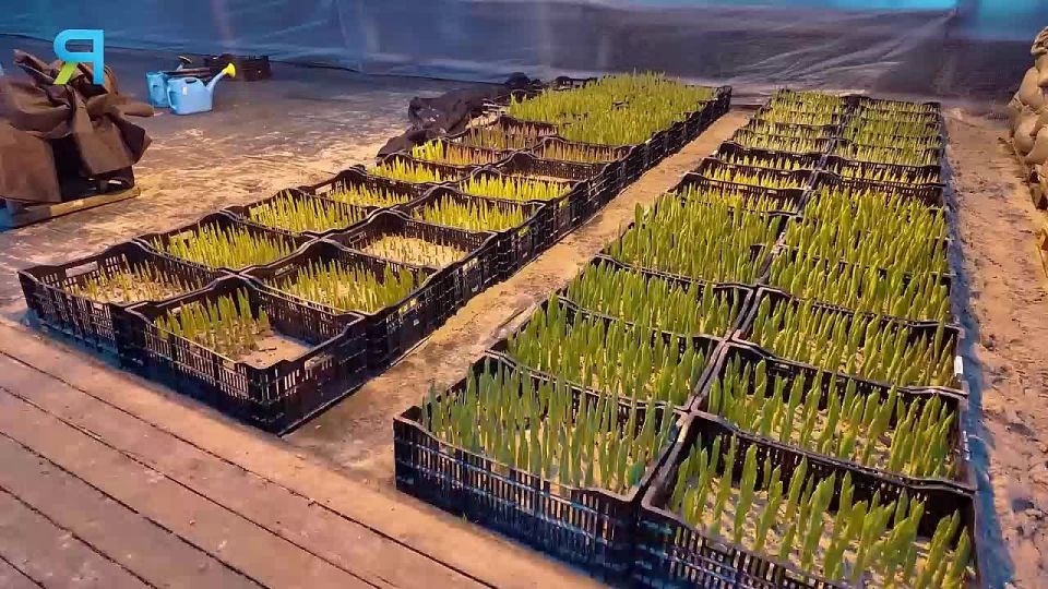 Первые тюльпаны Ноябрьска готовы к любви и весне