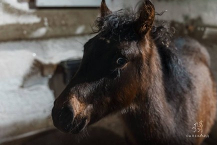 �����������, ��� ����!. ���� ������ �������� - ����������� ���������� ��������� ����������� ��� ������������ �������� ���������