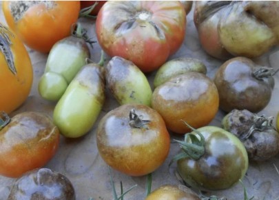 ��� ������ ������ �������: ������������ ������ ��� �����������