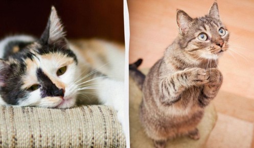 ��� ������ ������������� ������������ ����� �����: ���������� �������������