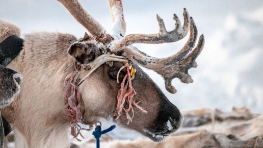 ������� ������������� ����������