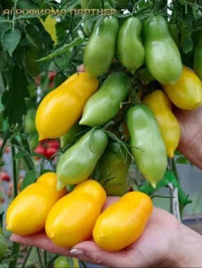 ����� ��������: ������������� ���� ��� �������� ��������