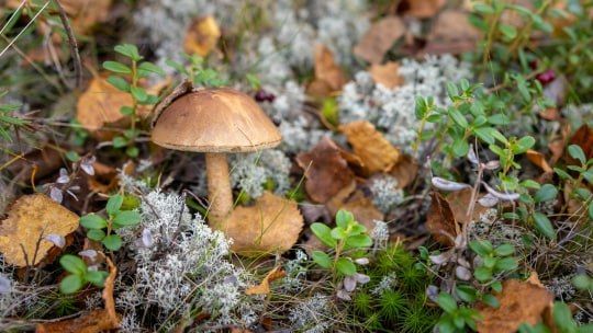 �������� �� �������: �������� ���� ��������� ������