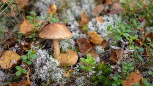 �������� �� �������: �������� ���� ��������� ������