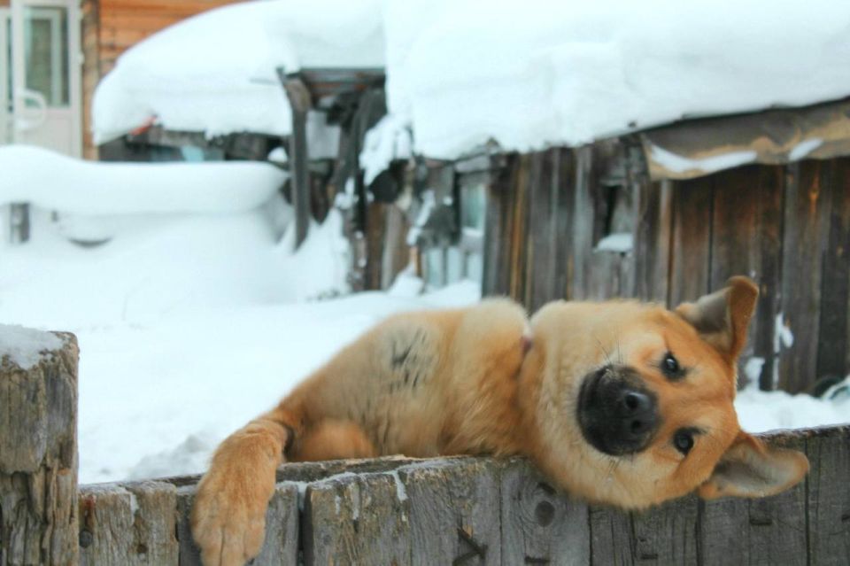 Мурлыкающий антистресс и верный друг ждут вас в приюте