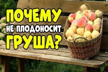 Груша без плодов: что делать и как это исправить?