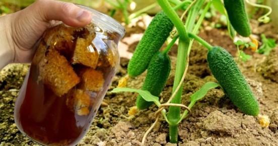 Как старый хлеб может превратить ваш огород в цветущий рай