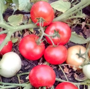 Томат Кримсон: секреты успешного урожая и его популярность среди садоводов