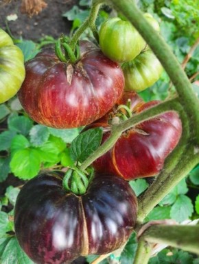 Томат «Мост над Неспокойной Рекой»: как вырастить экзотический сорт с захватывающей историей и уникальным вкусом