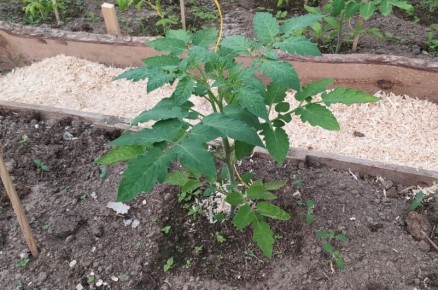 Как правильно подкормить томаты для успешного роста и цветения в теплице