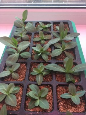 Утверждается простое: эустома в таблетках и лоточках объясняет принцип роста через практику