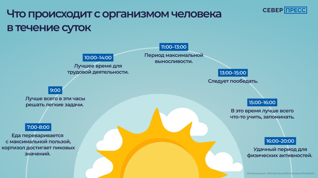 Если вы просыпаетесь без будильника, чувствуете голод в одно и то же время — это результат внутренней настройки организма