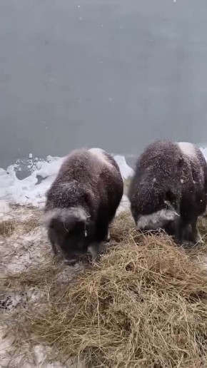 ���, ���� � ���� � ��������� �� ���������� ���������� ����� ������� � ����� ������