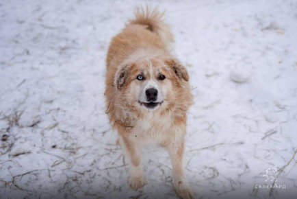 Сегодня по нулям. На 28 января в салехардском приюте без изменений: 510 собак и 60 кошек