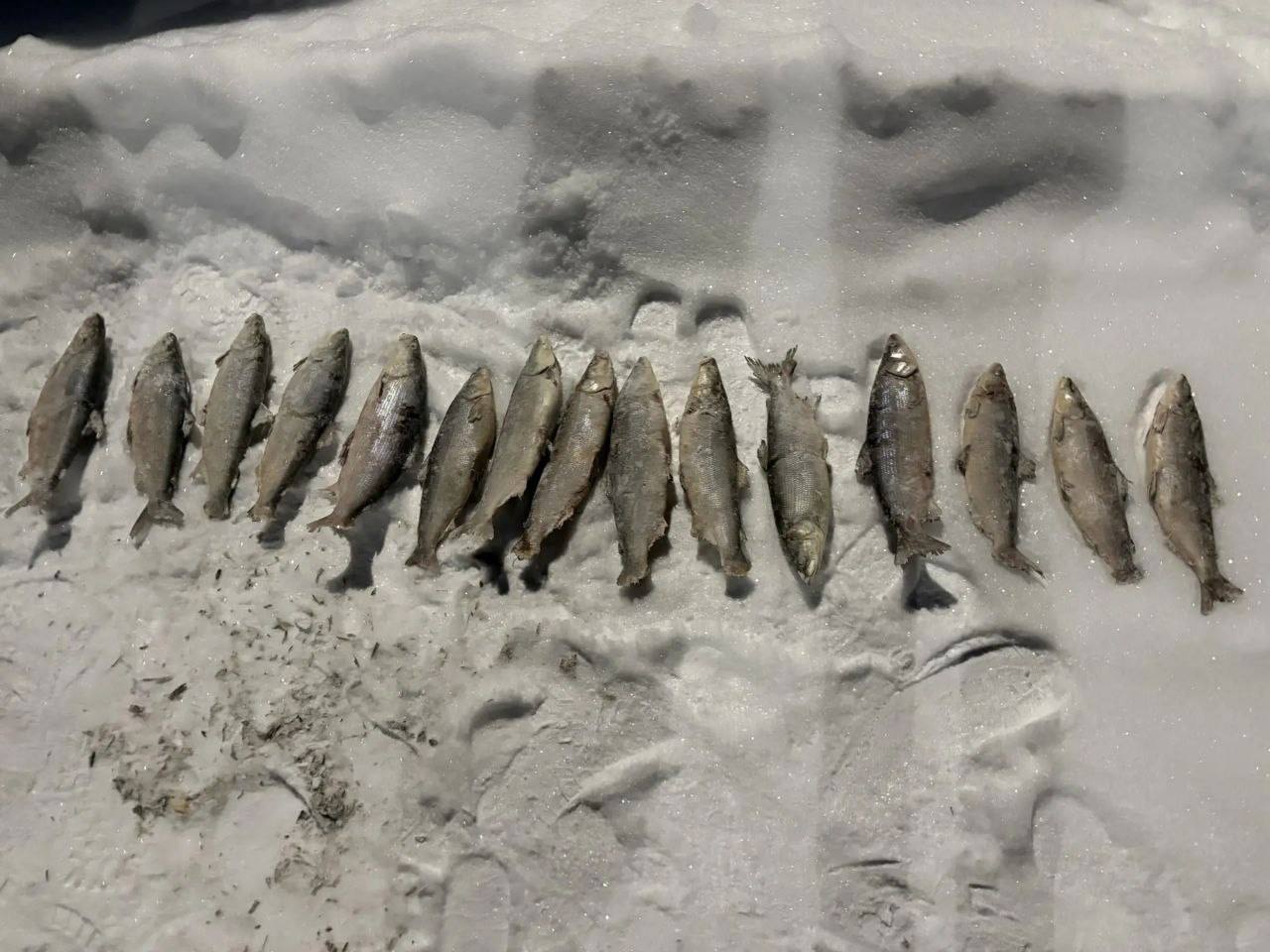 В Шурышкарском районе задержан 53-летний мужчина за браконьерство на 300 тысяч рублей В Шурышкарском районе задержан 53-летний мужчина за браконьерство на 300 тысяч рублей